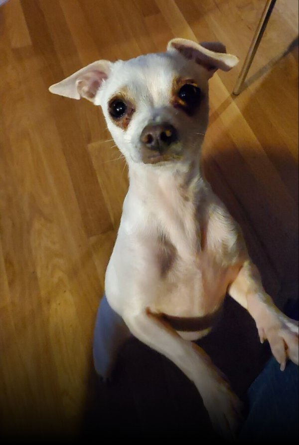 Safe Chihuahua in Tujunga, CA