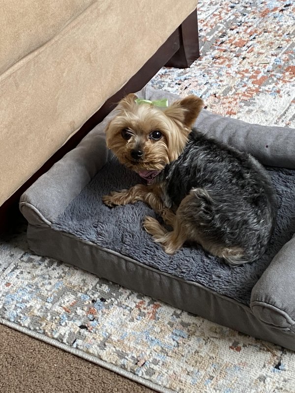 Safe Yorkshire Terrier in Hempstead, NY