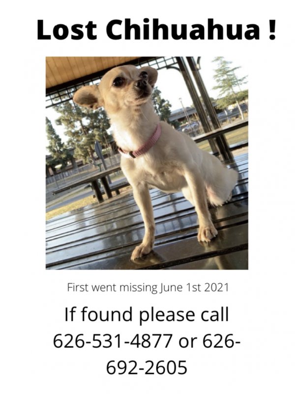 Safe Chihuahua in Monrovia, CA
