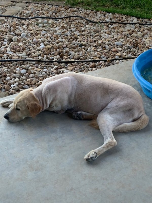 Safe Labrador Retriever in Dripping Springs, TX