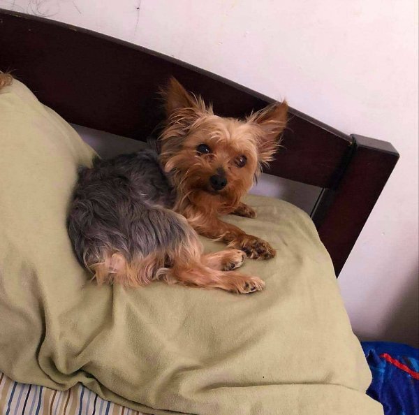 Safe Yorkshire Terrier in Schenectady, NY