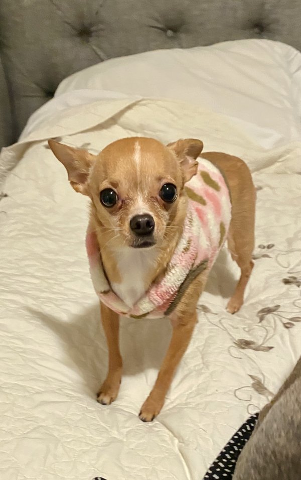 Safe Chihuahua in Monroe, WA