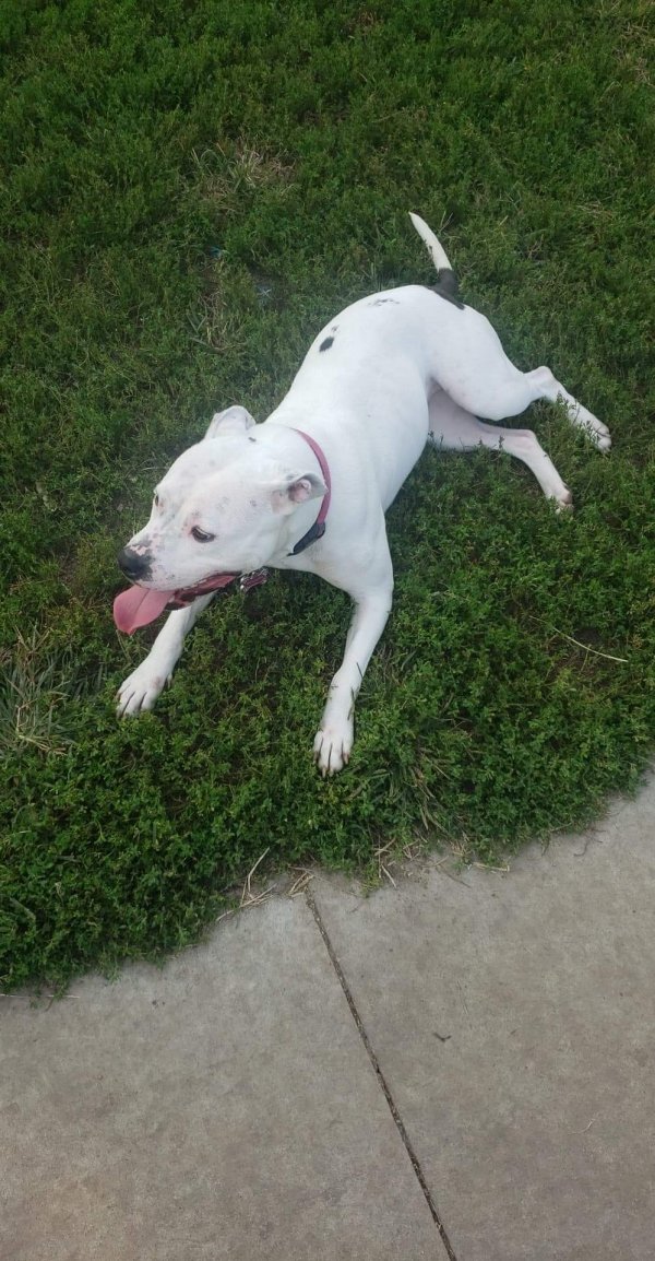 Safe American Staffordshire Terrier in Topeka, KS