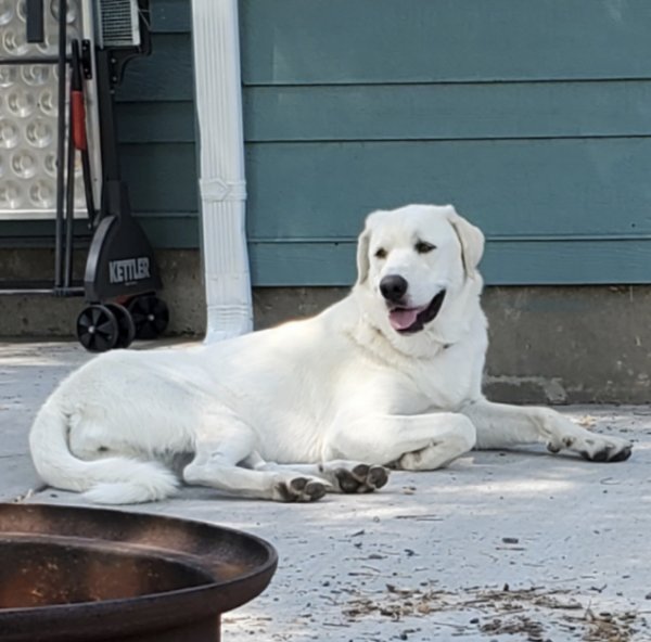 Safe Great Pyrenees in Malad City, ID