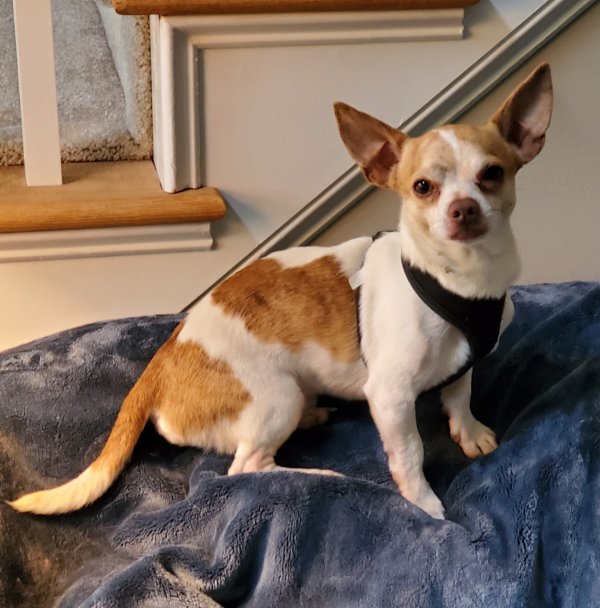 Safe Chihuahua in Emerson, GA