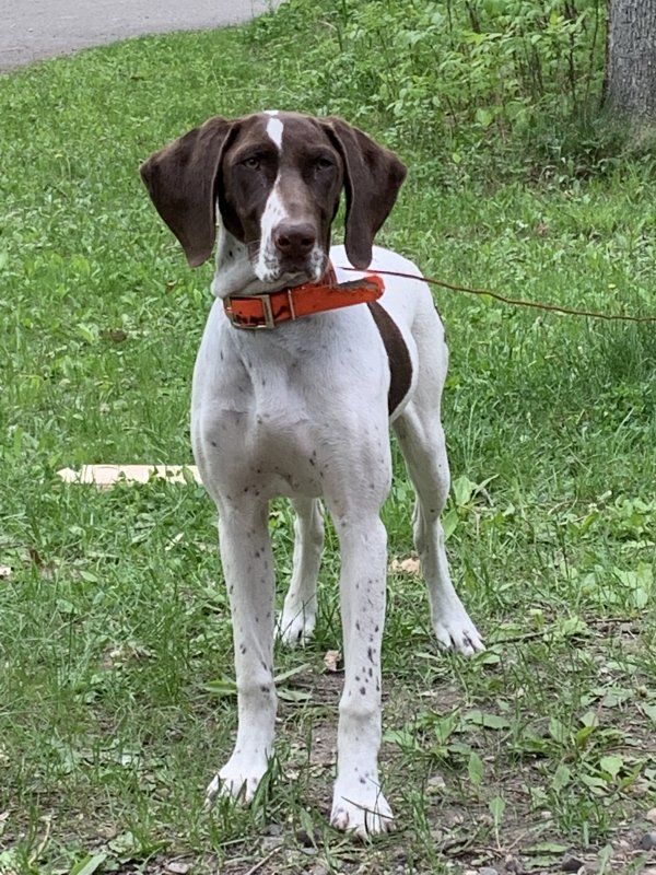 Safe German Shorthaired Pointer in Pelican Rapids, MN
