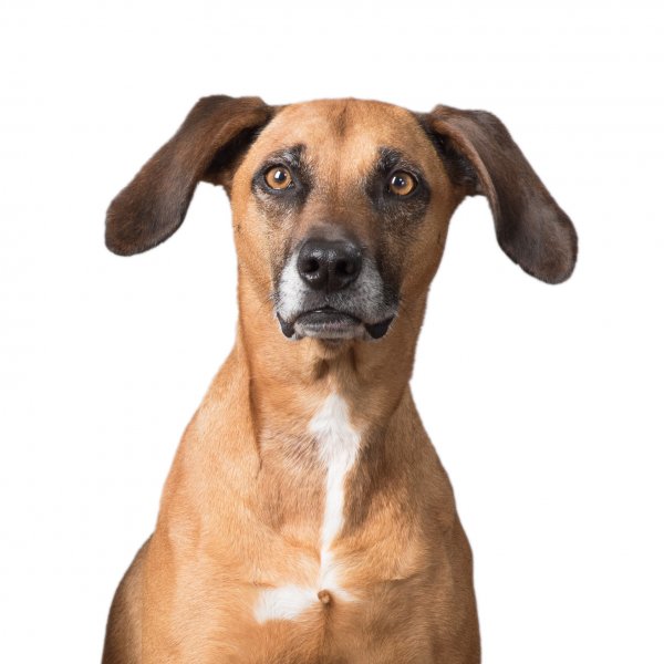 Safe Redbone Coonhound in Fairfax, VA