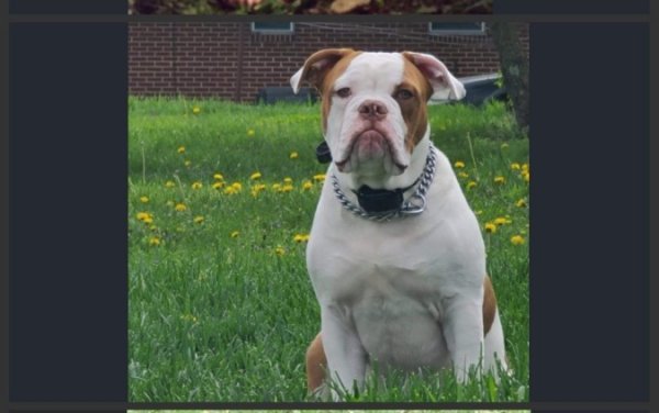 Safe English Bulldog in Roanoke, VA
