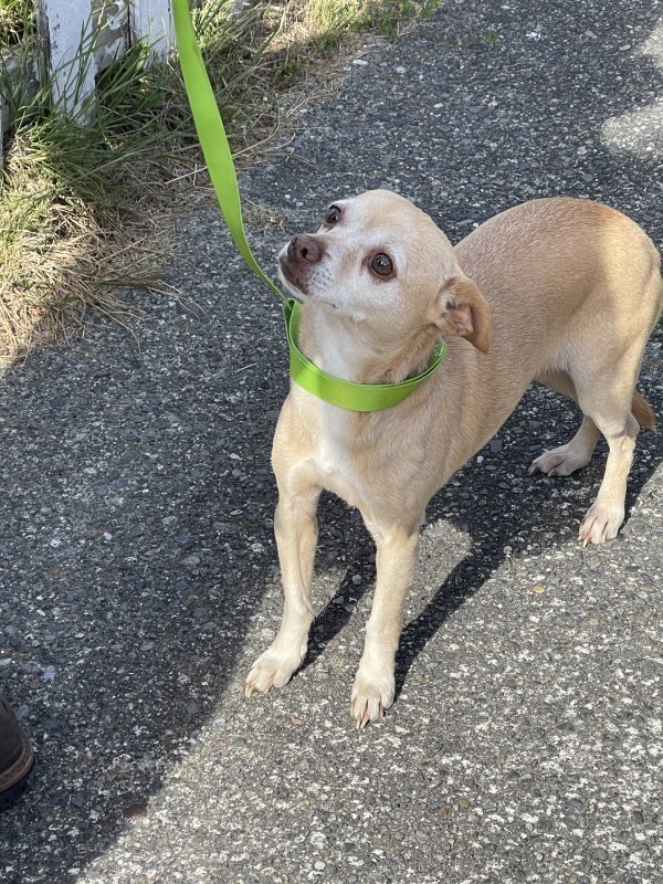 Safe Chihuahua in Lynnwood, WA