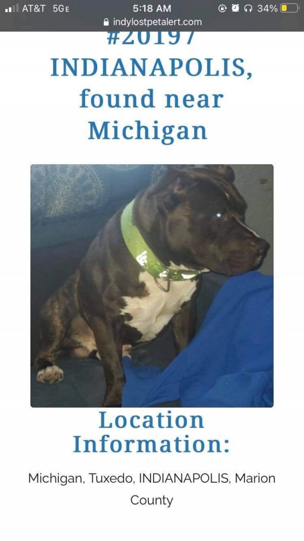 Safe Pit Bull in Indianapolis, IN