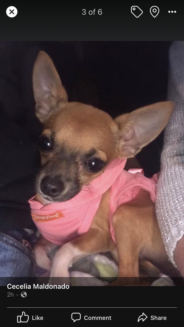 Safe Chihuahua in Aliquippa, PA