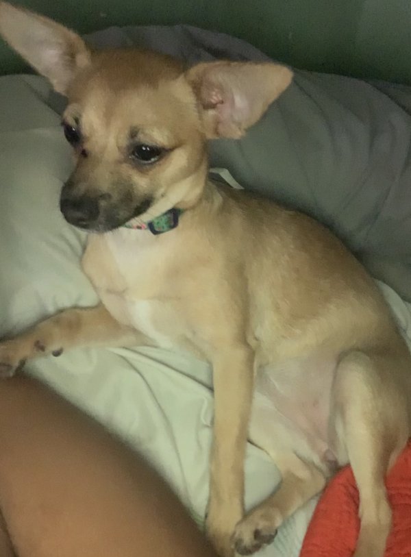 Safe Chihuahua in Delray Beach, FL