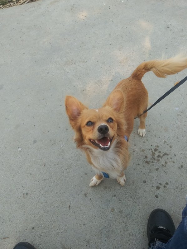 Safe Chihuahua in Orinda, CA
