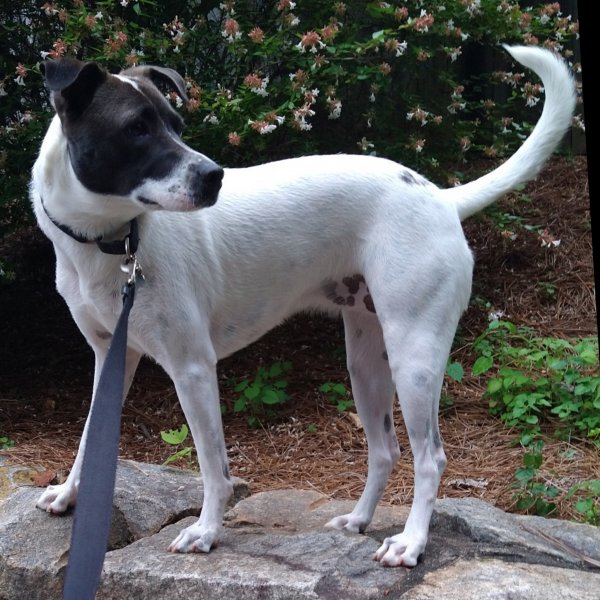 Safe Jack Russell Terrier in Atlanta, GA