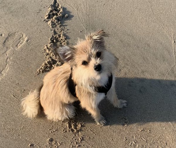 Safe Yorkshire Terrier in Playa del Rey, CA
