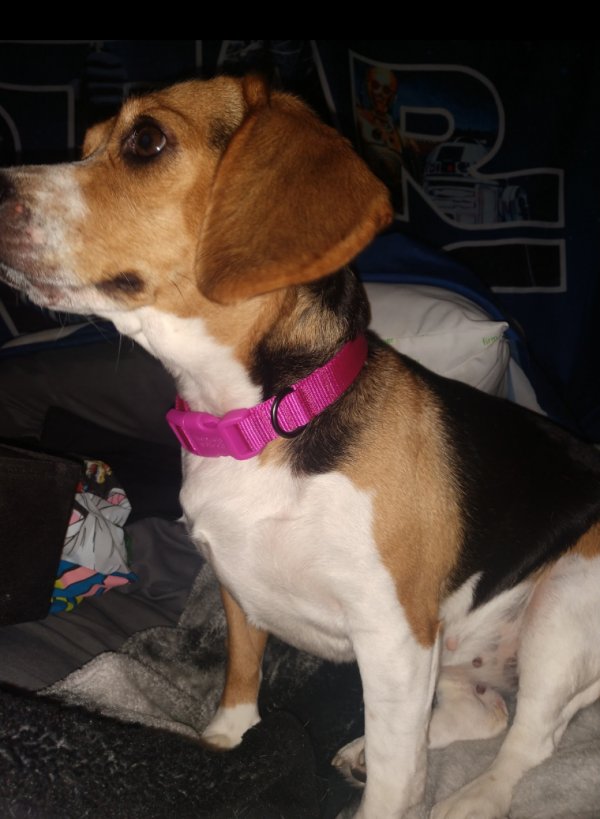 Safe Beagle in Middleburg, FL