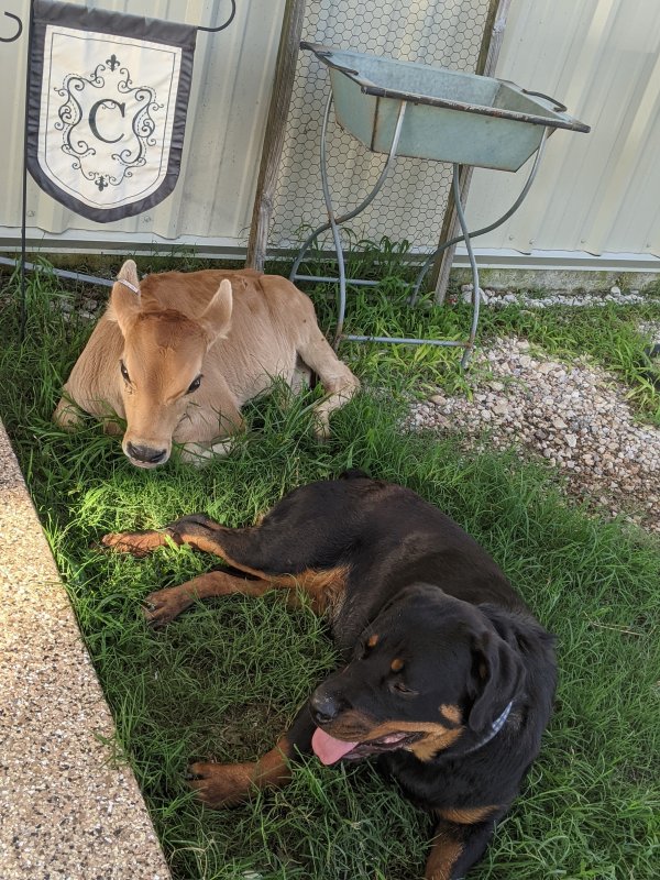Safe Rottweiler in Del Valle, TX