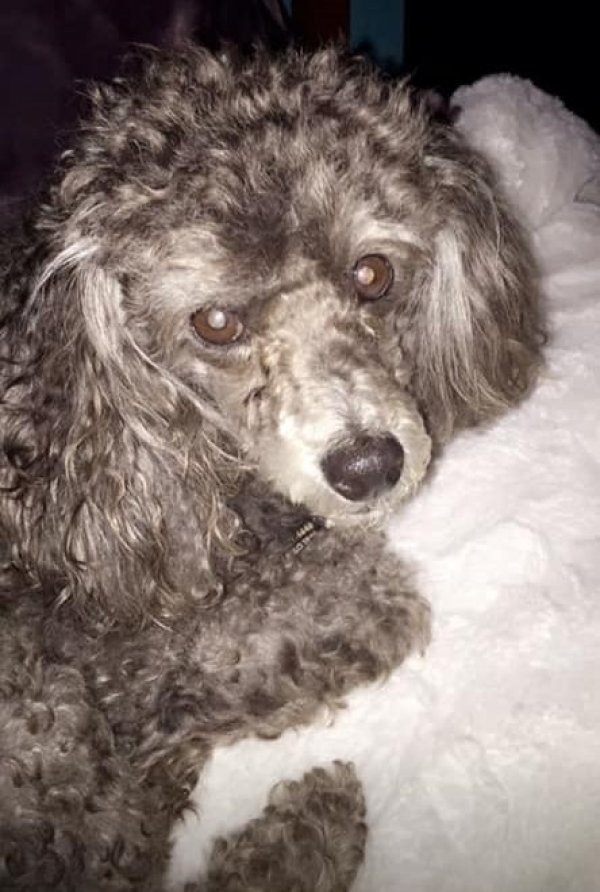 Safe Poodle in Colleyville, TX
