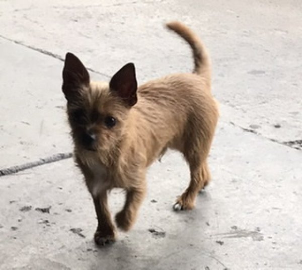Safe Chihuahua in San Jose, CA