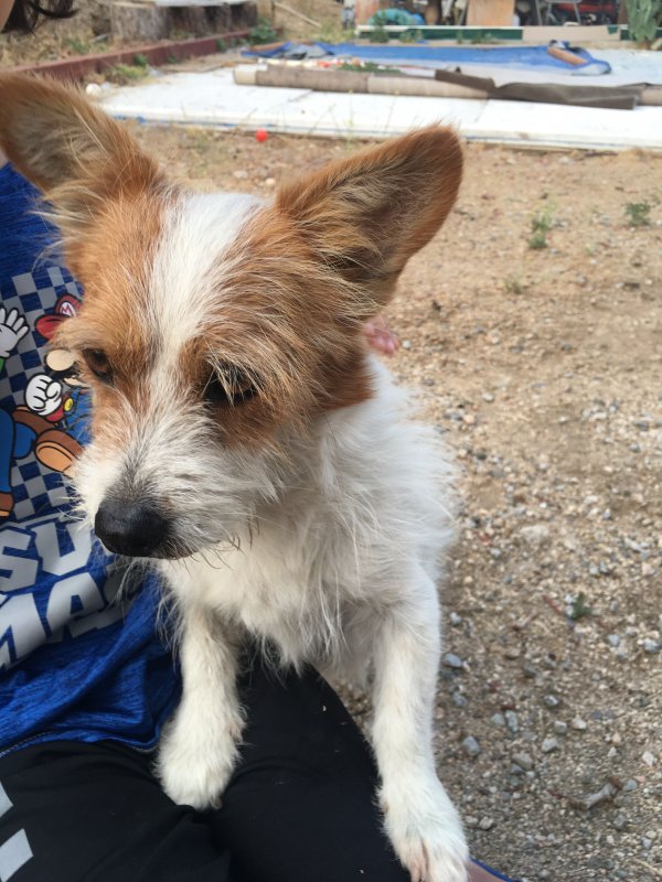 Safe Jack Russell Terrier in San Bernardino, CA