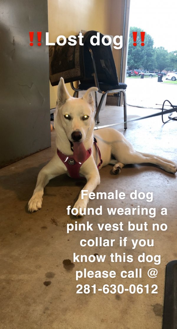 Safe Dog in Cypress, TX