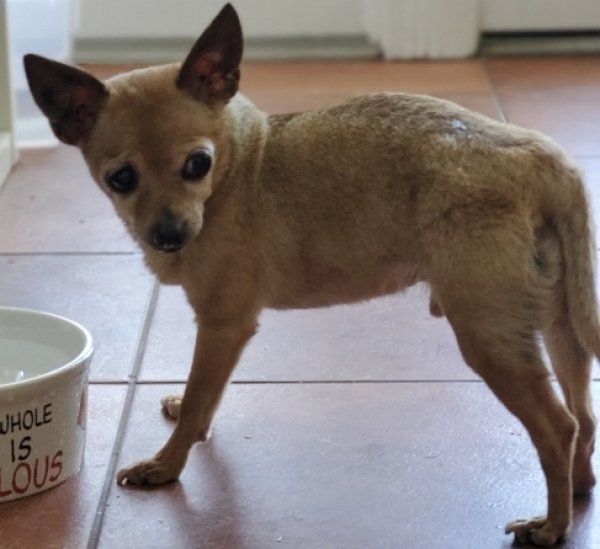 Lost Chihuahua in Easton, CT US