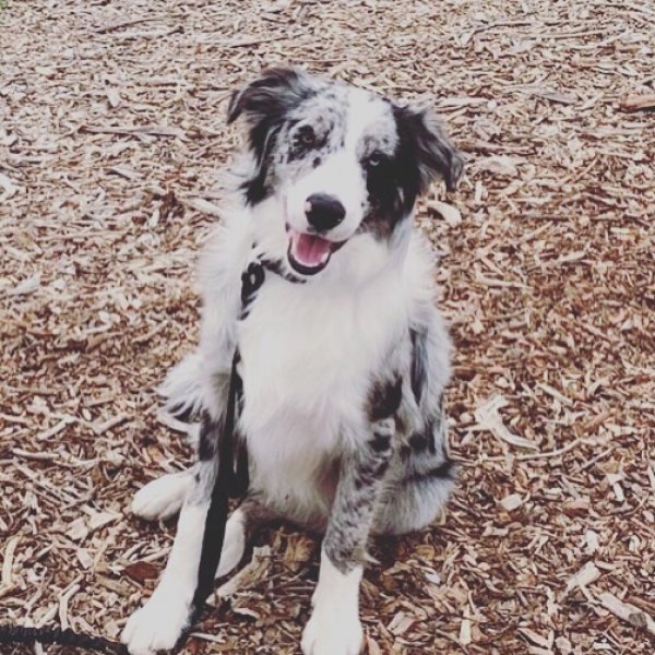Safe Border Collie in Lakeside, CA