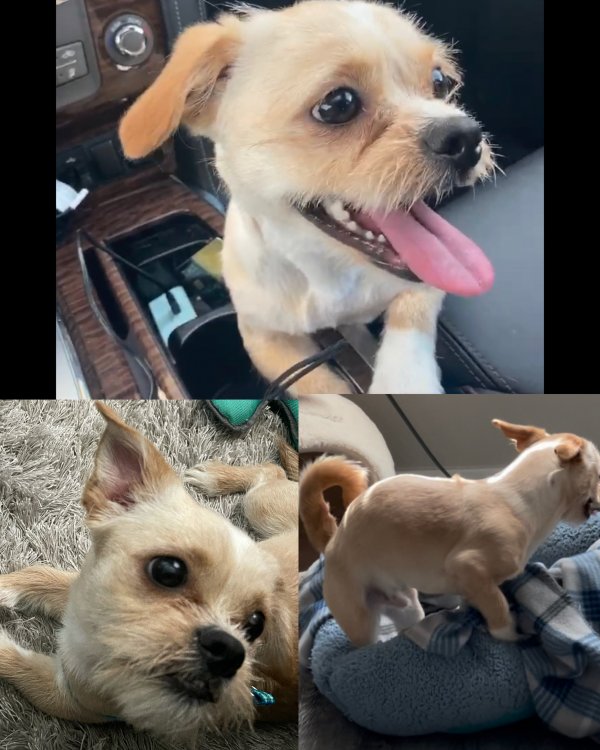 Lost Dog in Pearland, TX US