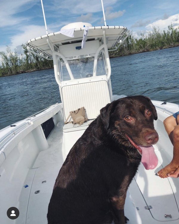 Safe Labrador Retriever in Marco Island, FL