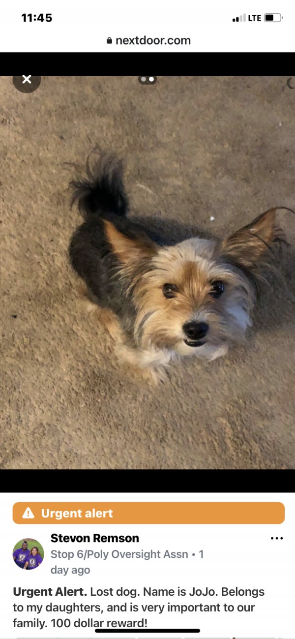 Safe Yorkshire Terrier in Fort Worth, TX