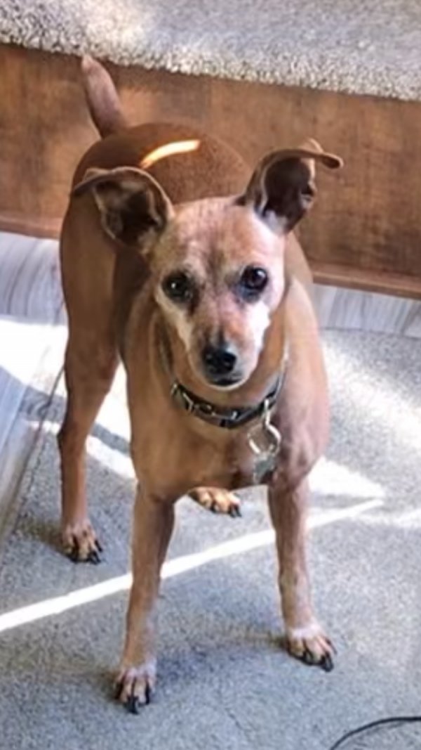 Safe Miniature Pinscher in Vancouver, WA