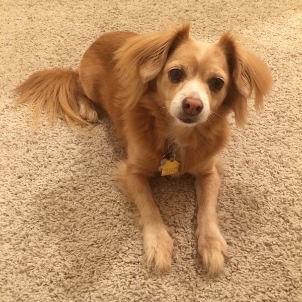 Safe Chihuahua in Visalia, CA