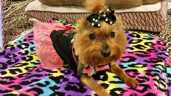 Safe Yorkshire Terrier in District Heights, MD