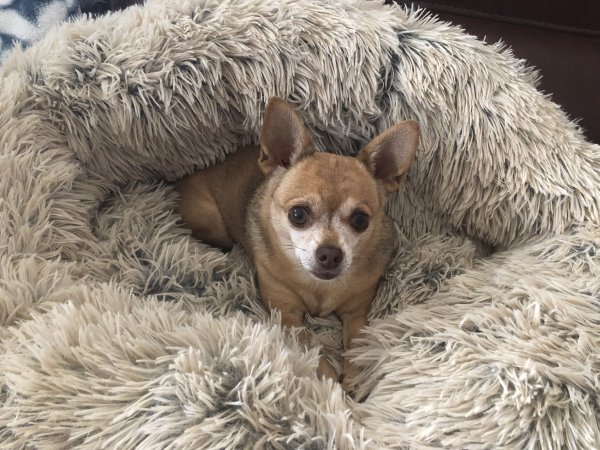 Safe Chihuahua in Dunedin, FL