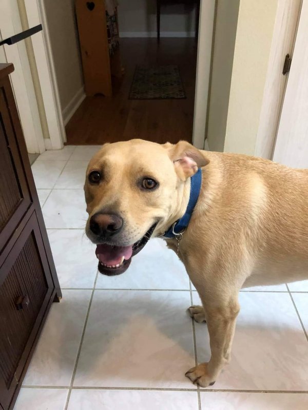 Safe Labrador Retriever in Umatilla, FL