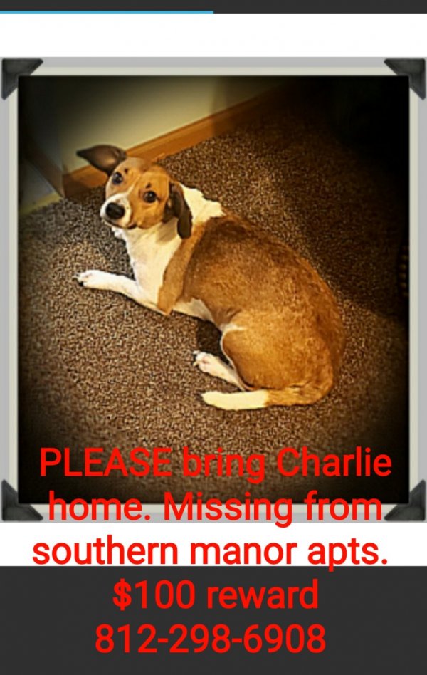 Safe Beagle in Terre Haute, IN