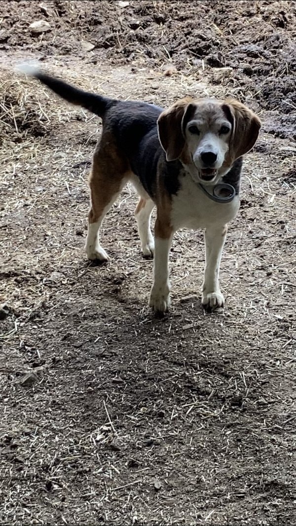 Safe Beagle in Canonsburg, PA