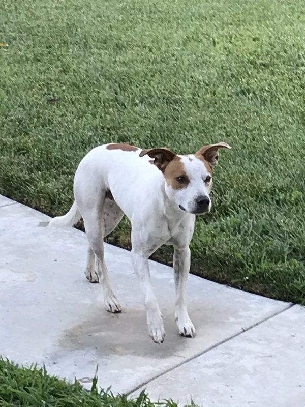 Safe American Foxhound in Brentwood, CA