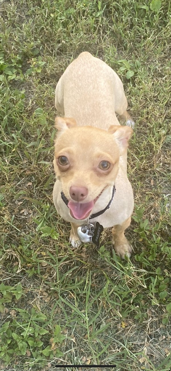 Safe Chihuahua in Harlingen, TX