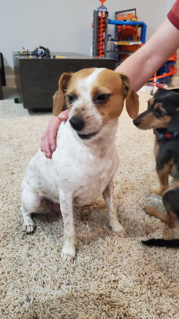 Safe Jack Russell Terrier in Irving, TX