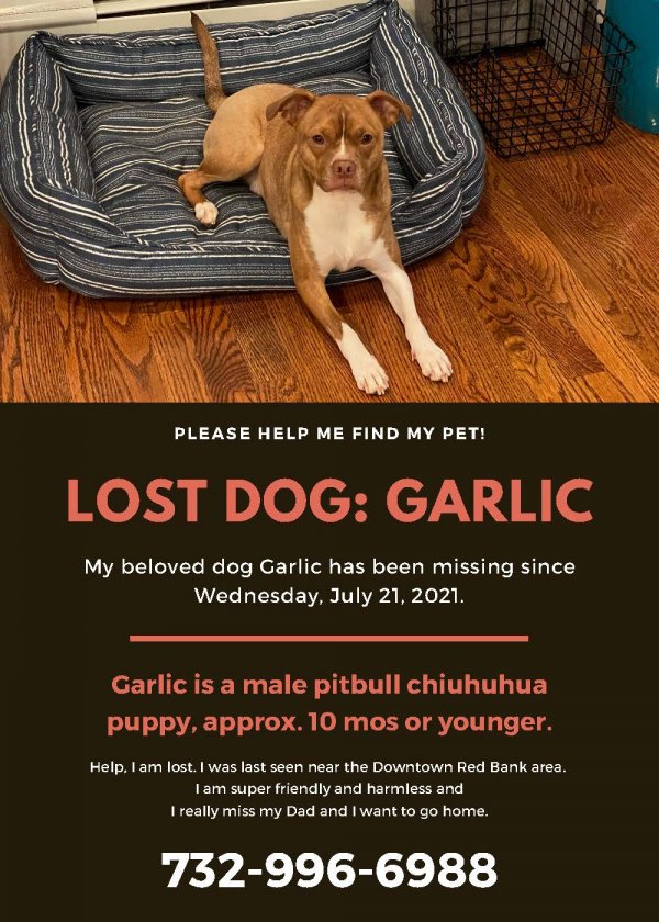 Lost Mutt in Red Bank, NJ US