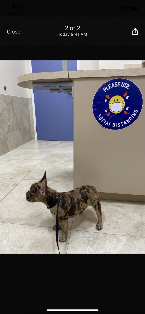 Safe French Bulldog in Homestead, FL