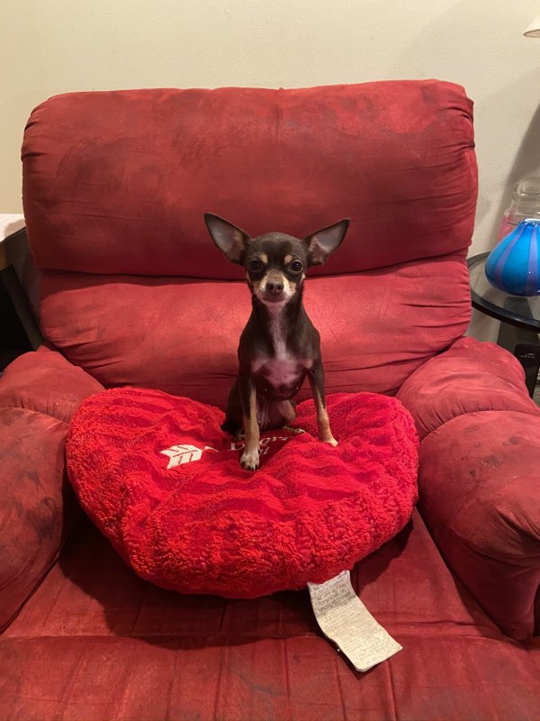 Safe Chihuahua in Inverness, FL