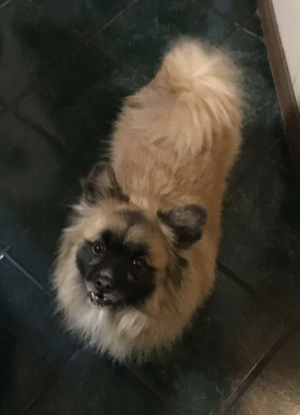 Safe Keeshond in Sun Valley, CA