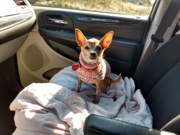 Safe Chihuahua in Tacoma, WA US