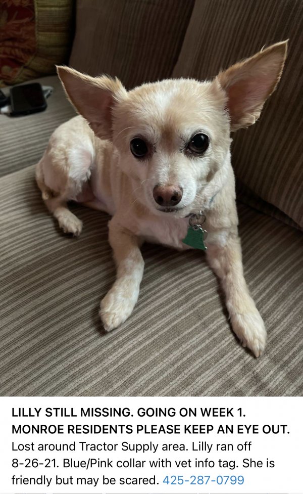 Safe Chihuahua in Monroe, WA