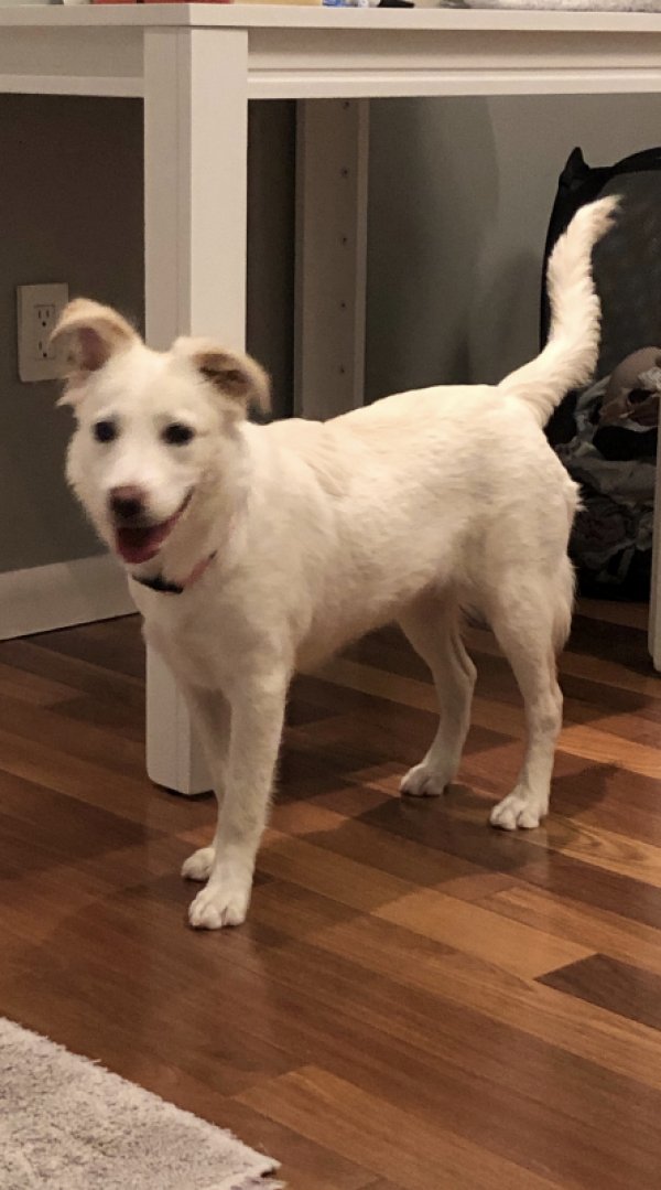 Lost Dog in Jersey City, NJ US
