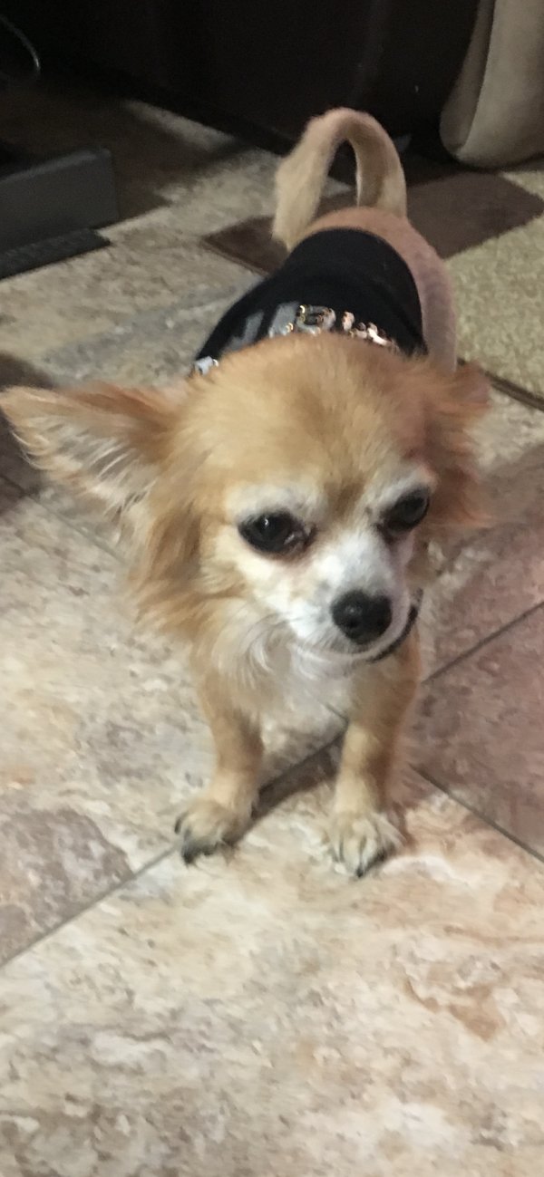 Safe Chihuahua in Denton, TX