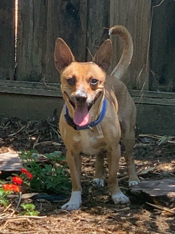 Safe Chihuahua in Concord, CA