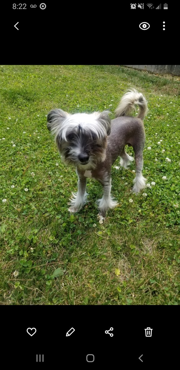 Safe Chinese Crested in Saint Louis, MO